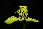 photo thumbnail #11