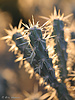 photo thumbnail #5
