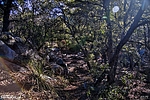 photo thumbnail #7