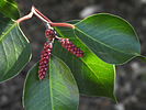 photo thumbnail #10