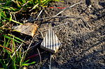 photo thumbnail #6
