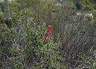 photo thumbnail #1
