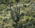 photo thumbnail #14