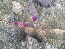 photo thumbnail #6