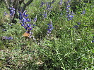 photo thumbnail #13