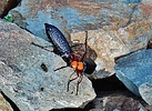 photo thumbnail #13
