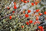 photo thumbnail #12