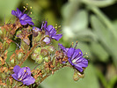 Featured Detail Photo