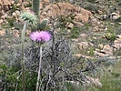 photo thumbnail #6