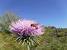photo thumbnail #5