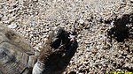 photo thumbnail #14