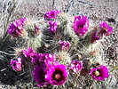 photo thumbnail #4