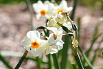 photo thumbnail #9