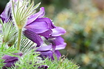 photo thumbnail #12