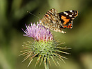 photo thumbnail #13