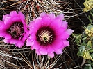 photo thumbnail #2