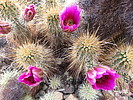 photo thumbnail #5