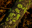 photo thumbnail #11