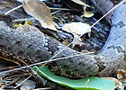 photo thumbnail #14