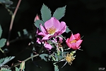 photo thumbnail #11