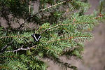 photo thumbnail #11