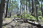 photo thumbnail #3