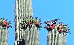 photo thumbnail #11