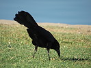 photo thumbnail #14