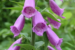 photo thumbnail #14