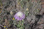 photo thumbnail #6