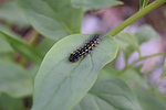 photo thumbnail #6