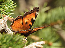 photo thumbnail #9