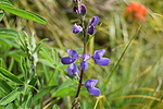 photo thumbnail #15