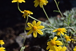 photo thumbnail #13