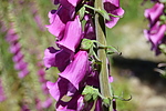 photo thumbnail #15