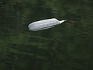 photo thumbnail #13