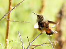 photo thumbnail #10