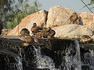 photo thumbnail #9