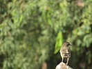 photo thumbnail #11