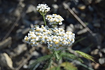 photo thumbnail #15