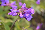 photo thumbnail #13