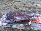 photo thumbnail #1
