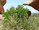 photo thumbnail #12