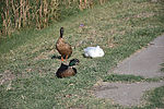 photo thumbnail #8