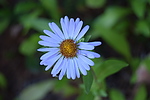photo thumbnail #14