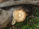 photo thumbnail #15