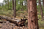 photo thumbnail #9