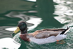 photo thumbnail #5
