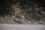 photo thumbnail #9