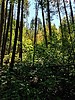 photo thumbnail #10